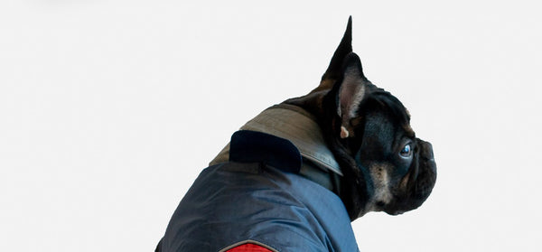 Streetwear-inspired dog apparel covers new ground