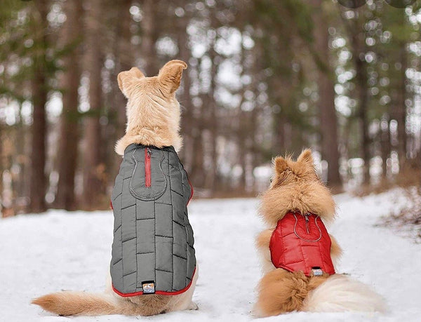 Keep your pups safe in winter weather