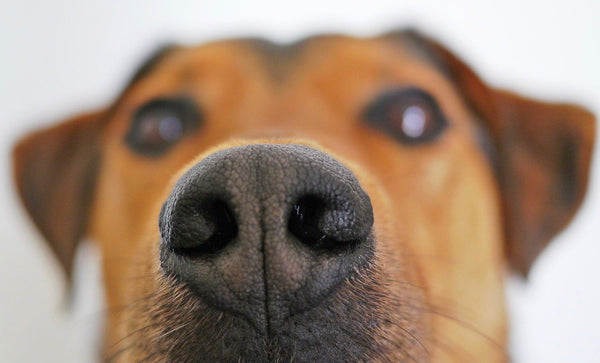 Dogs nose in as airport COVID detectors