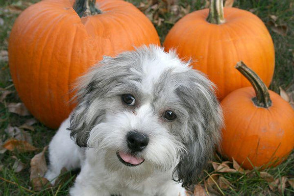 Halloween pet safety doesn't have to be tricky