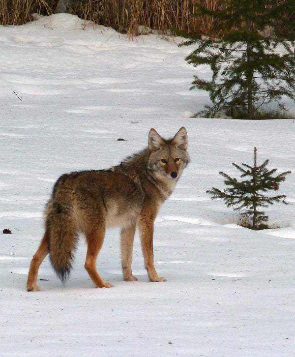 Toronto dog owners warned of coyote threat